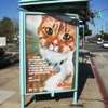 Catch a Bus, Catch a New Shelter Pet Project Ad!